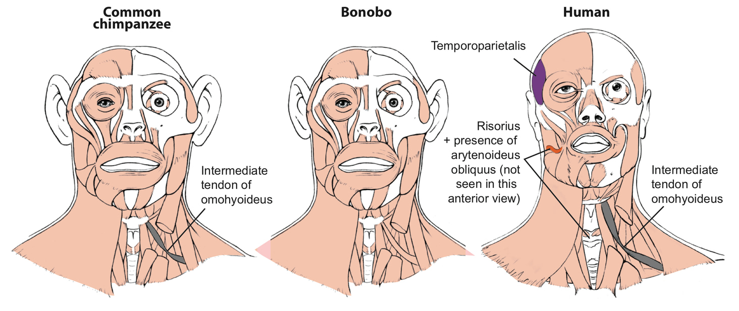 Bonobo: stasis & best human-chimp model 